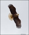 _2SB4047 american bald eagle